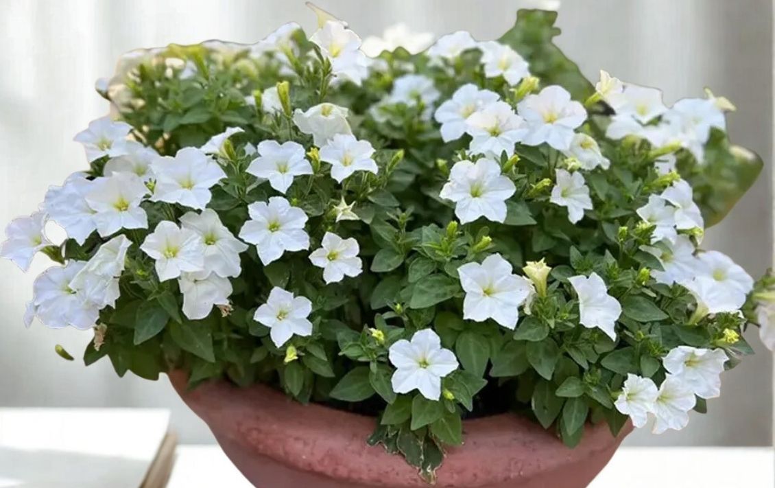 Firefly Petunia: A Complete Guide for Gardeners and Plant Lovers