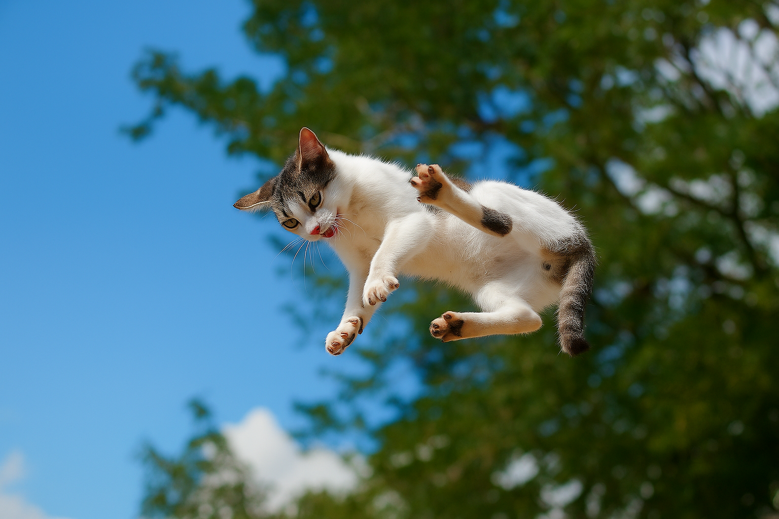 The Fascinating Science Behind a Cat Falling: Why Cats (Almost) Always Land on Their Feet