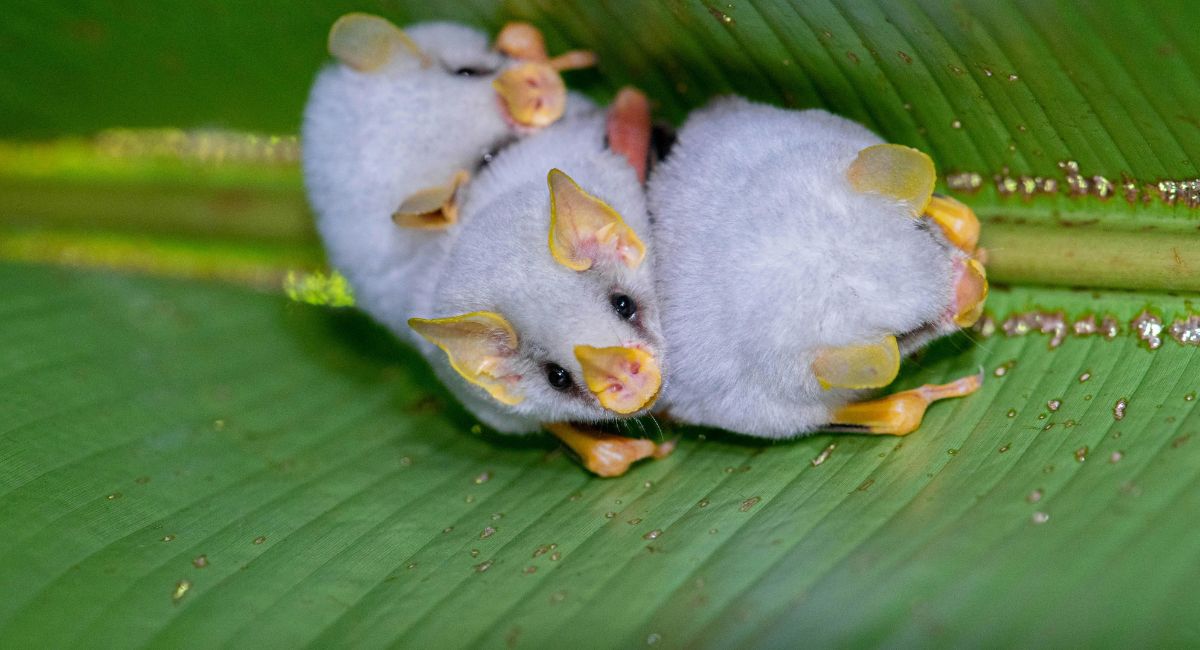 Bat Ears: Everything You Need to Know About This Unique Trait