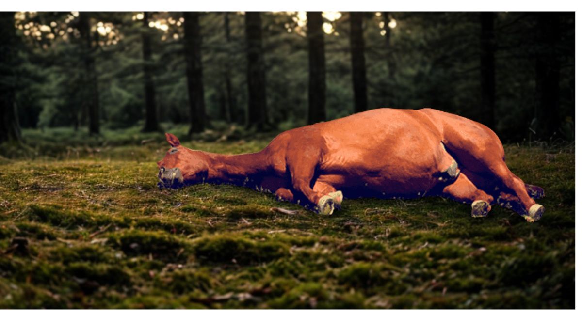 Do Horses Lay Down? Understanding the Truth About Equine Resting Behavior