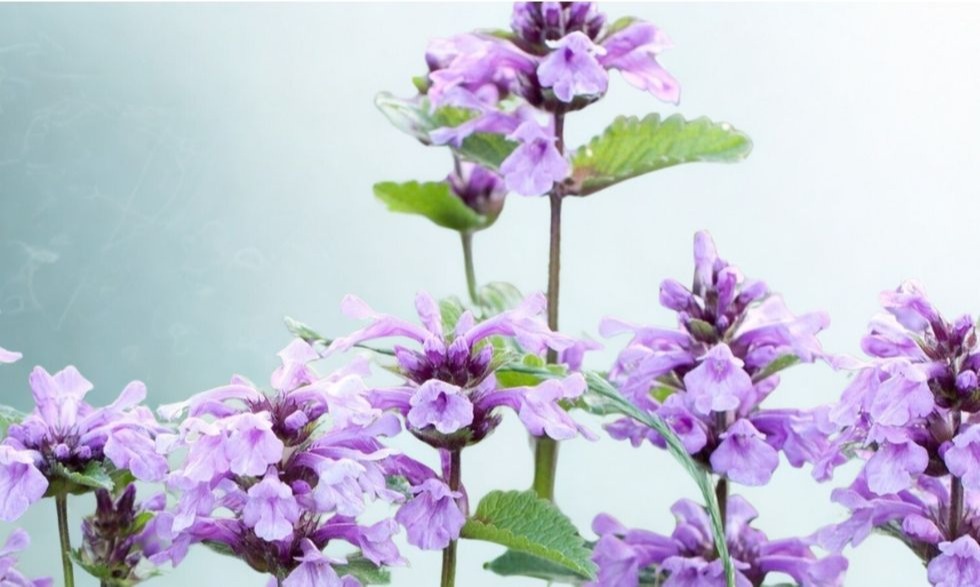 Nepeta Cataria: The Complete Guide to Catnip – Benefits, Uses, and Surprising Facts