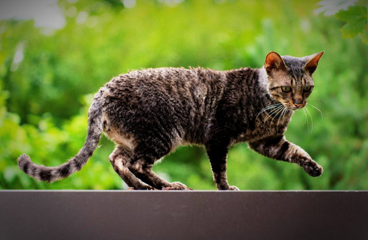 Curly Tail Cat: The Fascinating Feline with a Twist