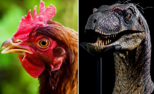 Dinosaurs from Chickens: The Fascinating Evolutionary Connection