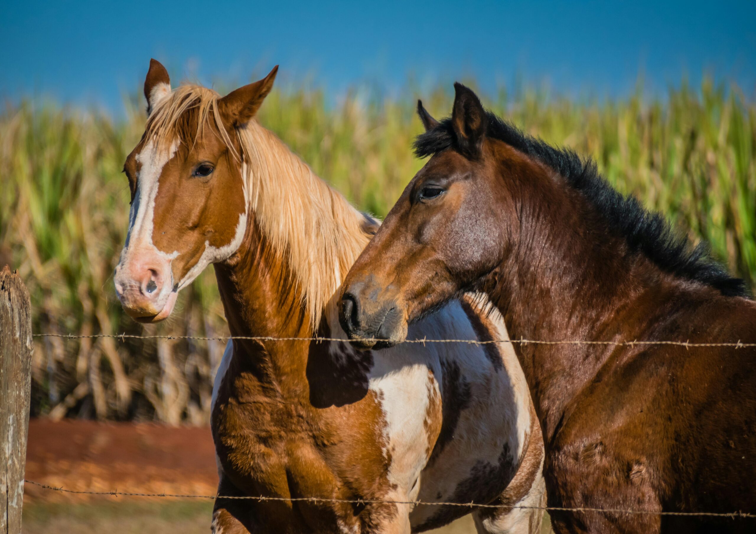 Do Horses Sleep Standing Up? The Fascinating Truth About Equine Sleep Behavior