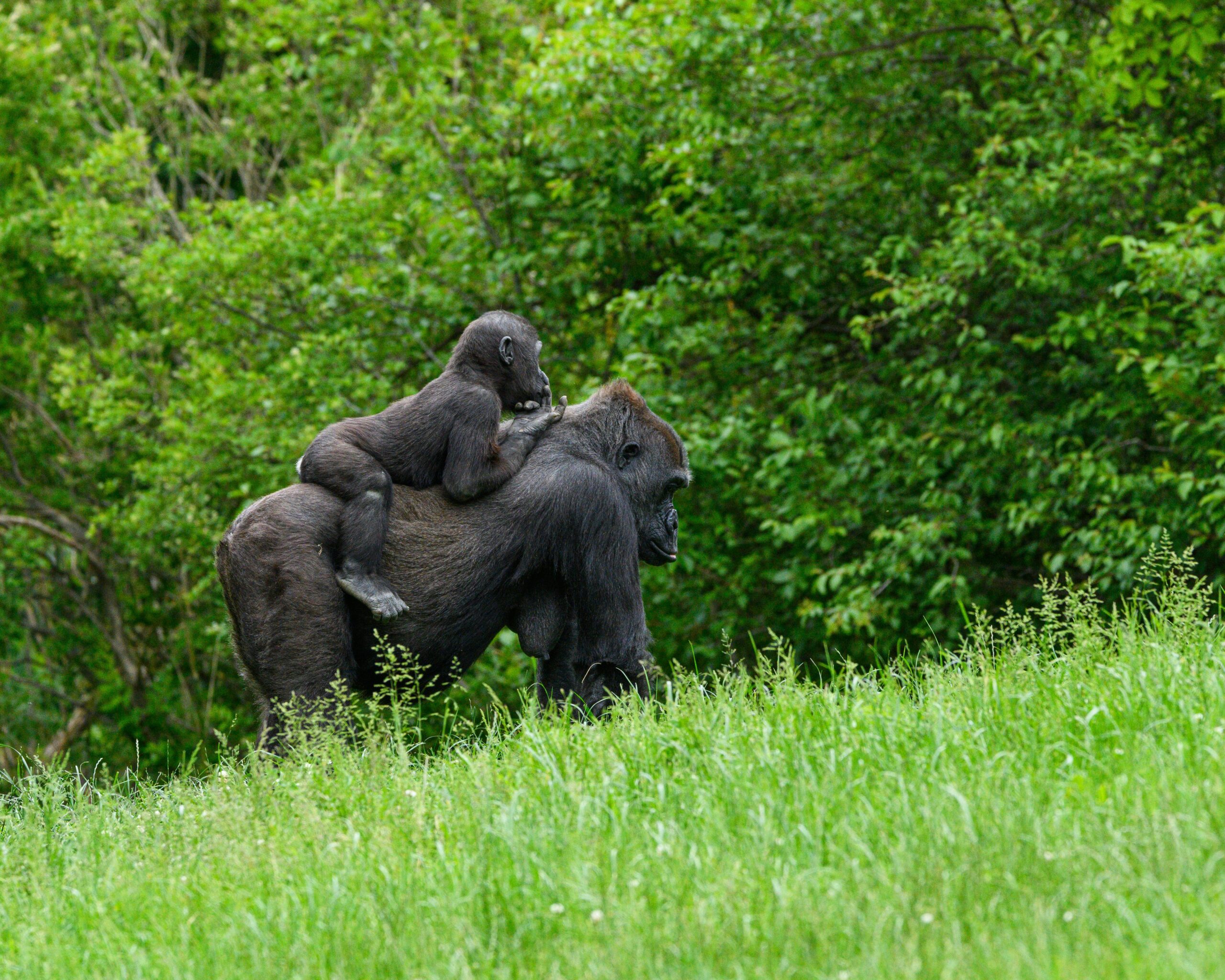 The Fascinating World of the Giant Ape: Myths, Science, and Reality