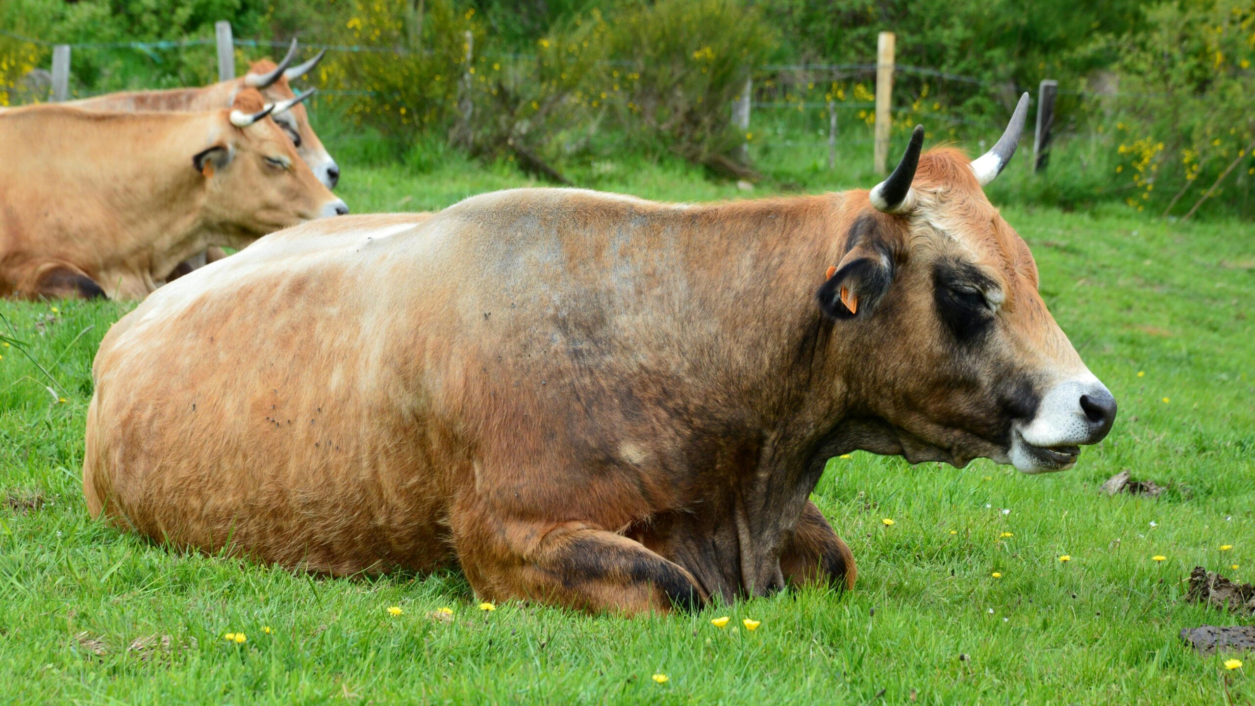 Do Cows Sweat? A Complete Guide to Understanding Cow Physiology and Heat Management